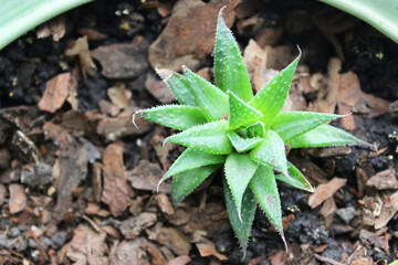 One succulent and cactus in a pot on the window. Aloe A genus of succulent plants of the Asphodelic family of the Asphodelic subfamily, Close up and colorful juicy shot. A small cactus in a pot on the