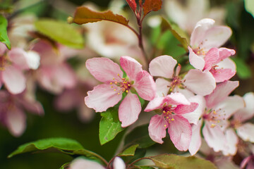 Fototapeta na wymiar pink cherry blossoms