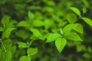 Fototapeta na wymiar fresh green leaves background
