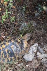 Turtle in forest