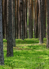 Tuchola Forest