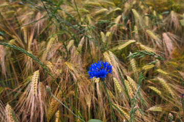 Getreidefeld mit Blumen