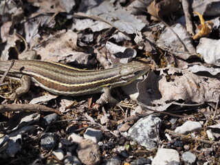 vista lateral de reptil color marrón con franjas verticales, sobre la hojarasca, lérida, españa, europa 