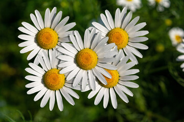 Background with beautiful chamomiles on a summer meadow. Close-up.