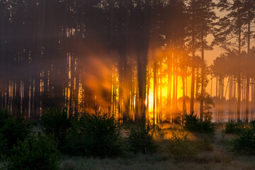 Fototapeta premium Poland. Over 100ha of Tuchola Forest destroyed by a hurricane in August 2017