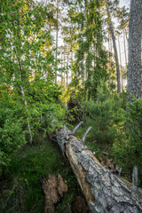 Poland. Over 100ha of Tuchola Forest destroyed by a hurricane in August 2017