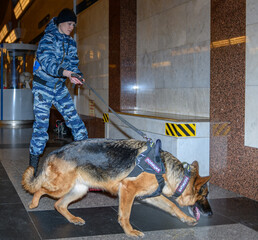 Female police officer with a trained german shepherd dog sniffs out drugs or bomb in luggage....