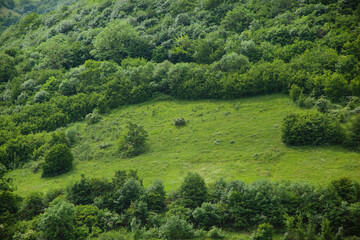 Obraz premium green forest with landscape in mountain