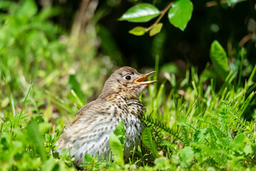 Fieldfare (Turdus pilaris) on the moss..