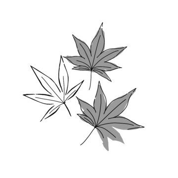 hand drawn illustration of Japanese maple leaf in simple icon drawing 