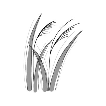 hand drawn illustration of miscanthus grass in simple icon drawing 