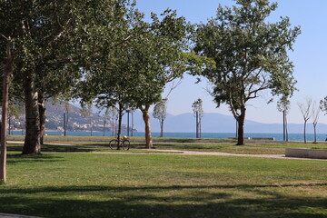 trees on the beach