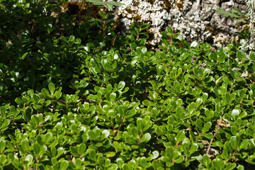 Bearberry leaves, Arctostaphylos uva-ursi