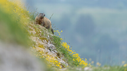 Alpine marmot checks mountain land (Marmota marmota)