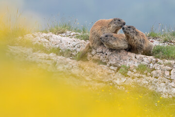 Alpine marmots on the rock (Marmota marmota)
