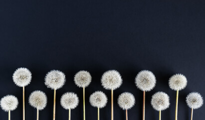 White fluffy dandelions on a dark background. Place for your text. Greeting card. Horizontal photo.
