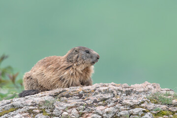 Relax time for the Alpine marmot (Marmota marmota)