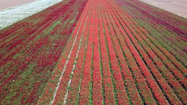 Rows of colorful tulips on the field. Colorful flower field. 