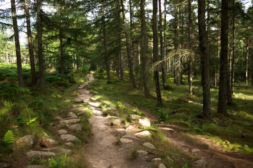 Cairngorms National Park, Aberdeenshire, Scotland, UK. Scottish rural landscape.