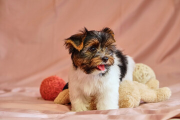 Biewer terrier puppies with bows on the won. Healthy puppy with flowers. At home
