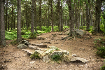 Cairngorms National Park, Aberdeenshire, Scotland, UK. Scottish rural landscape.