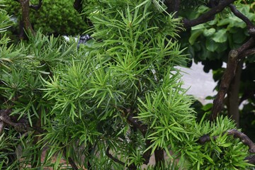 Yew plum pine (Podocarpus Podocarpus macrophyllus) leaves and berries. Podcarpaceae evergreen conifer and dioecy.