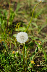 Dandelion