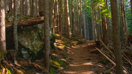 footpath in the forest