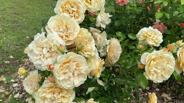 Roses blanches du parc de Bagatelle &agrave; Paris