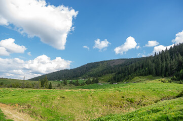 A meadow among a coniferous forest in the Carpathian mountains in Ukraine. Travel and rest in Ukraine.