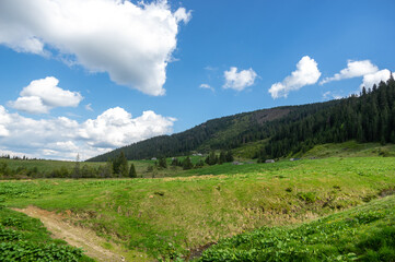 Fototapeta na wymiar A meadow among a coniferous forest in the Carpathian mountains in Ukraine. Travel and rest in Ukraine.
