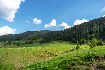 A meadow among a coniferous forest in the Carpathian mountains in Ukraine. Travel and rest in Ukraine.