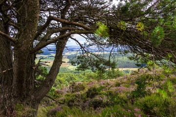 Fototapeta premium Cairngorms National Park, Aberdeenshire, Scotland, UK. Scottish rural landscape.