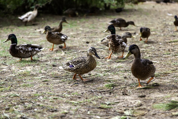 Ducks walking forest
