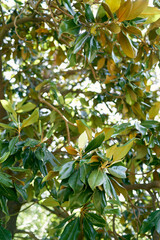 Green leaves on a magnolia bush close up