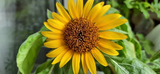 Obraz premium sunflower in the garden