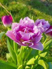 Purple Tulip (in german Tulpe)