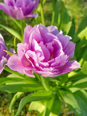 Fototapeta premium Purple Tulip (in german Tulpe)