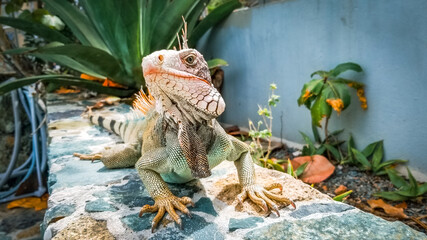 St thomas Coral world Iguana © caglar