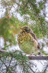 A fieldfare chick, Turdus pilaris, has left the nest and is sitting on a branch. A chick of fieldfare sitting and waiting for a parent on a branch.