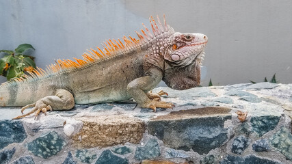 St thomas Coral world Iguana