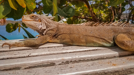 St thomas Coral world Iguana