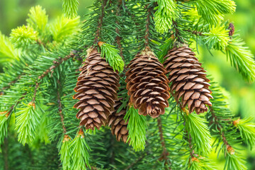 Fresh fir branches with green needles and brown cones.