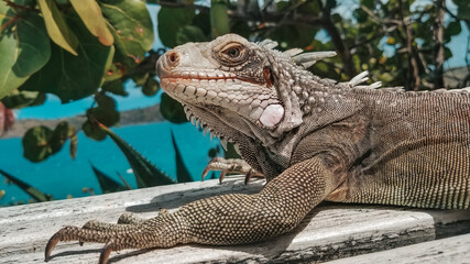 St thomas Coral world Iguana