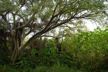Arboles