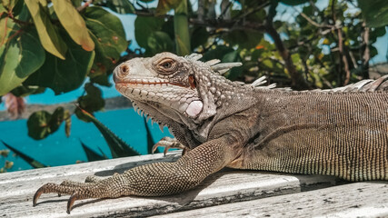 St thomas Coral world Iguana