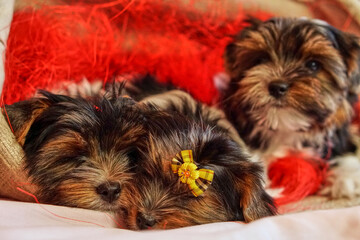 Biewer terrier puppies sit together. Healthy and cheerful dog children at home.