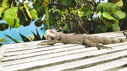 St thomas Coral world Iguana