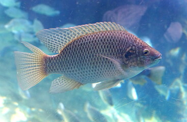 Fototapeta premium Close up of a while tilapia inside a tank