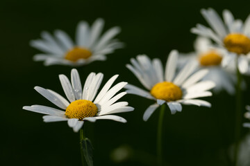 Beautiful daisies in the garden. Chamomiles on a blurred natural green background. Chamomile in the field.